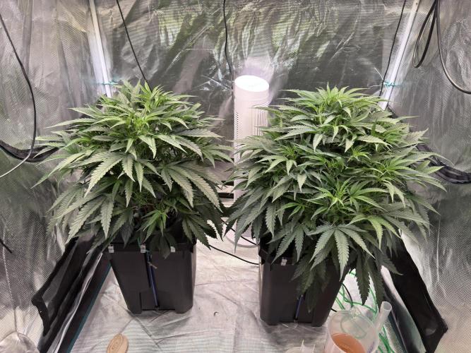 BAM & Verdant DeepSeek runs DWC. Week 3