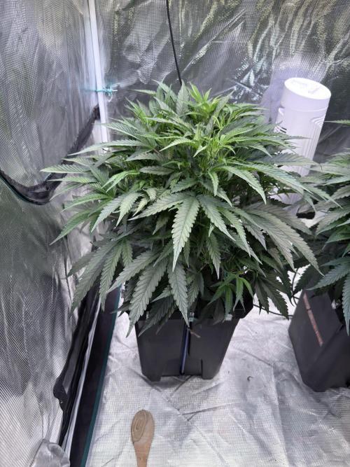 BAM & Verdant DeepSeek runs DWC. Week 3