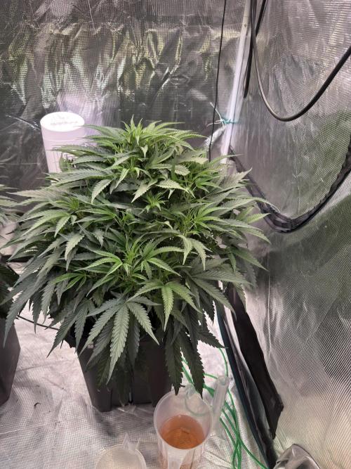 BAM & Verdant DeepSeek runs DWC. Week 3