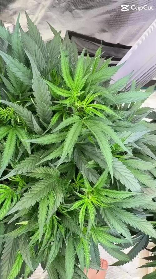 The  DeepSeek Files DWC