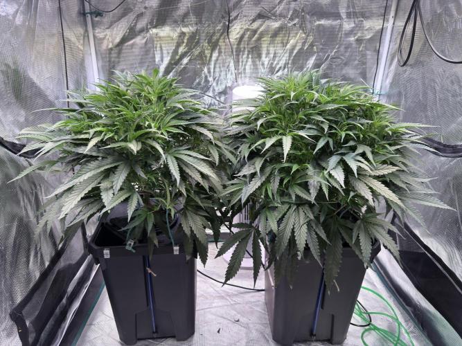 The  DeepSeek Files DWC. Week 4 - One is on the right 2 is on the left