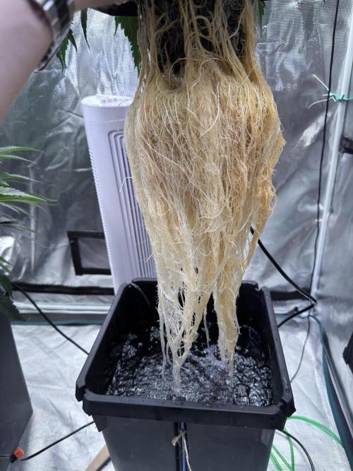 The  DeepSeek Files DWC. Week 4 - About 50 cm long this one is filling the bucket