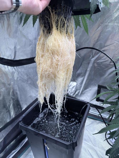 The  DeepSeek Files DWC. Week 4 - Also almost 50cm long. This one is drinking more rite now.