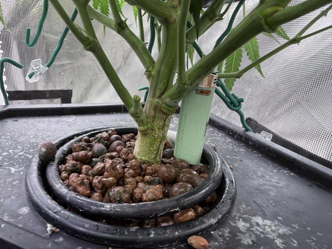 The  DeepSeek Files DWC. Week 4 - Thick trunks 
