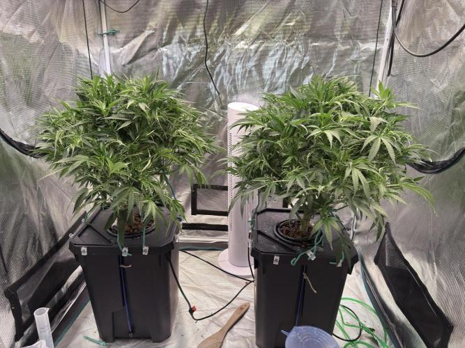 The  DeepSeek Files DWC. Week 4 - Defoliated. 
