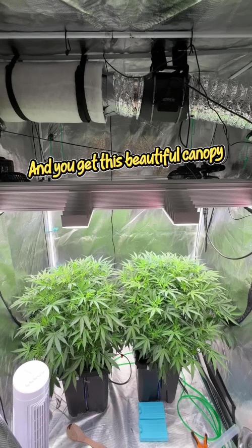 The  DeepSeek Files DWC