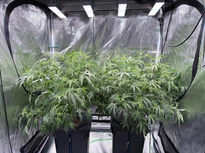 The  DeepSeek Files DWC. Week 6 - Before catastrophe 