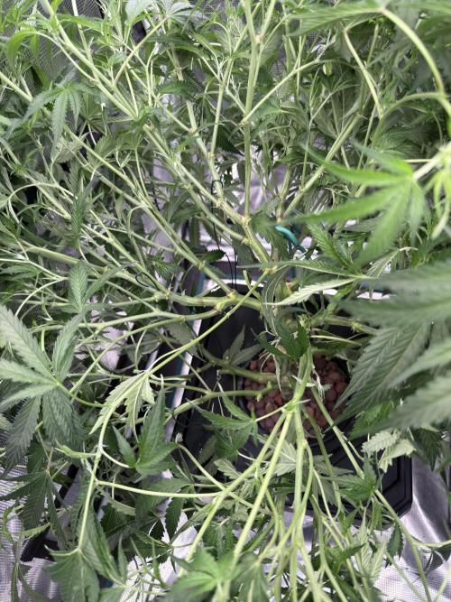 The  DeepSeek Files DWC. Week 6 - This is the damage 