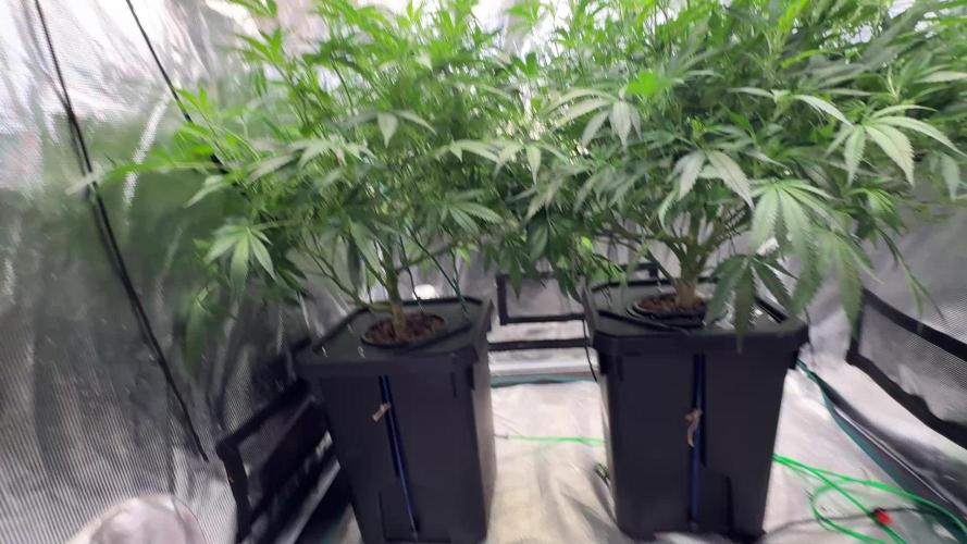 AI helps run DWC SMZ