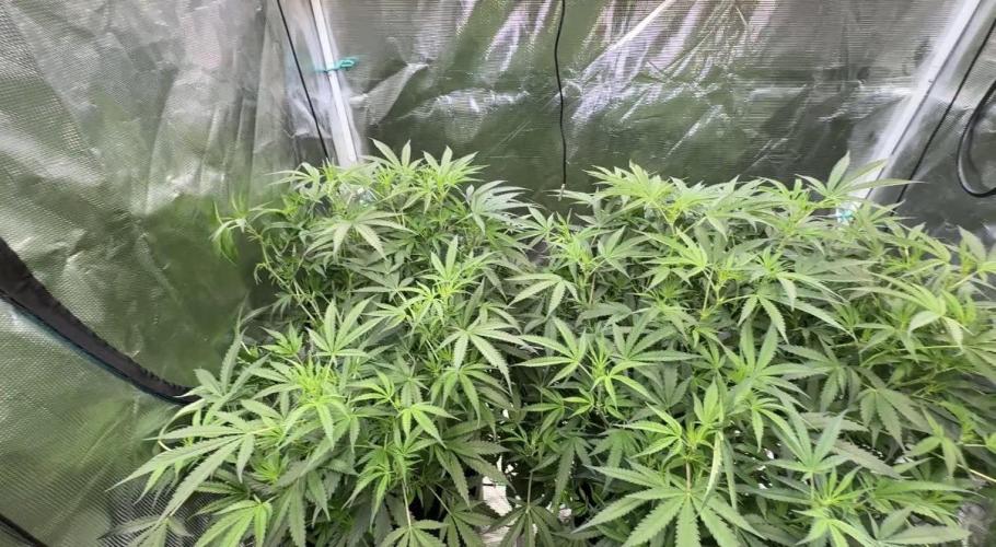 The  DeepSeek Files DWC. Week 6 - This is how the canopy looks now. It’s OK a little less on left
