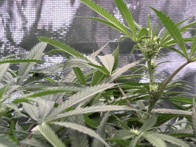 The  DeepSeek Files DWC. Week 7