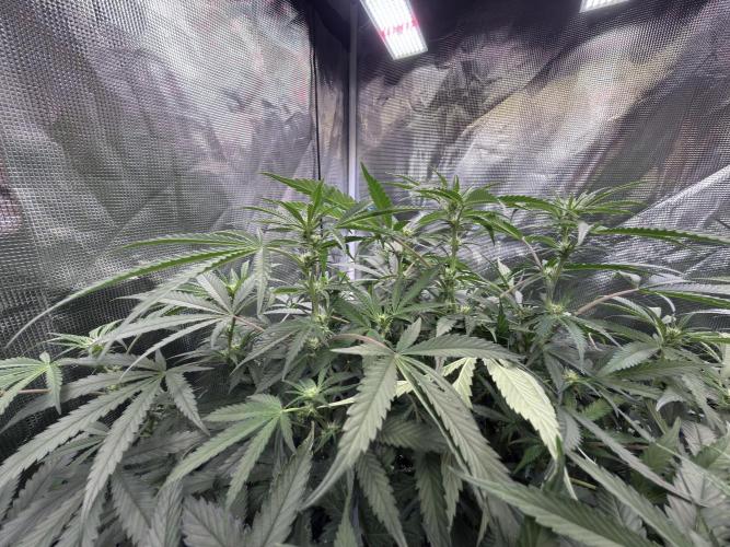 The  DeepSeek Files DWC. Week 7