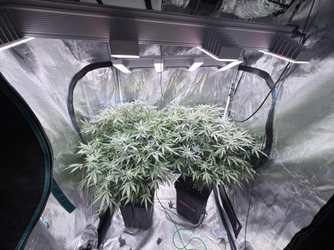 AI helps run DWC SMZ. Week 8