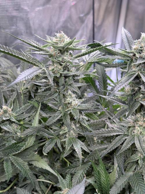 AI helps run DWC SMZ. Week 8 - #MidFlower #HealthyRoots #PPMcheck #GrowerLife #BloomMode