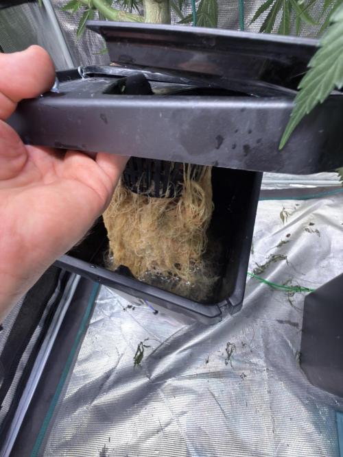 AI helps run DWC SMZ. Week 8 - #DWCgrow #DeepWaterCulture #RootZone #RootHealth #HydroRoots
