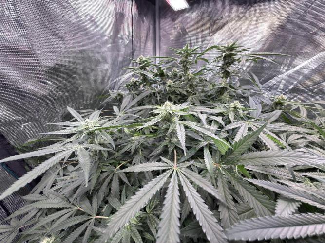 AI helps run DWC SMZ. Week 8 - #DWCcannabis #RootZone #FlowerPower #HomeGrow #PlantHealth