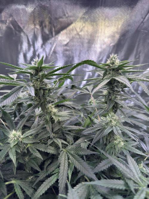 AI helps run DWC SMZ. Week 8 - #FlowerWeek4 #DWCgrow #RootHealth #Hydroguard #BloomFeed #GrowDiaries 