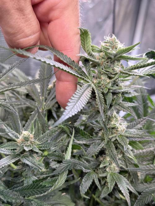 AI helps run DWC SMZ. Week 8 - #FlowerWeek4 #DWCgrow #RootHealth #BloomFeed #GrowDiaries #HomeGrow