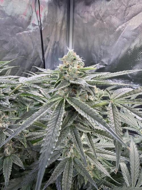 Sweet Mandarin Zkittles . Week 8