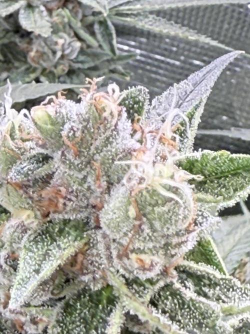 AI helps run DWC SMZ