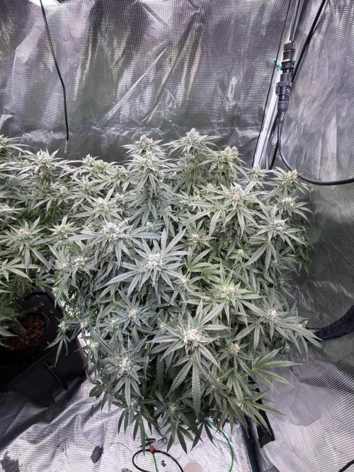 AI helps run DWC SMZ. Week 10