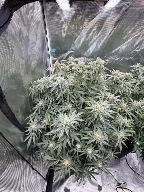 AI helps run DWC SMZ. Week 10