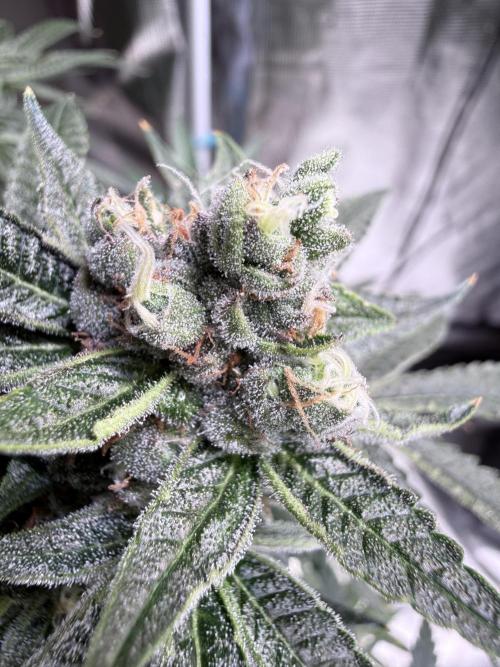 AI helps run DWC SMZ. Week 10