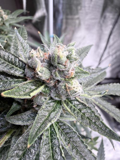 AI helps run DWC SMZ. Week 10