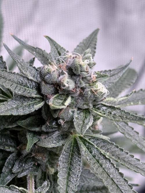 AI helps run DWC SMZ. Week 10