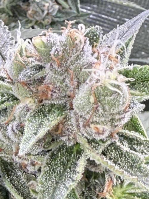 AI helps run DWC SMZ. Week 10