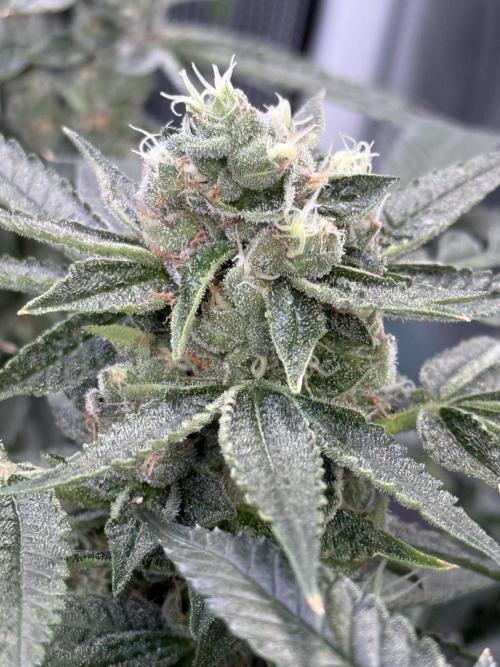 AI helps run DWC SMZ. Week 10