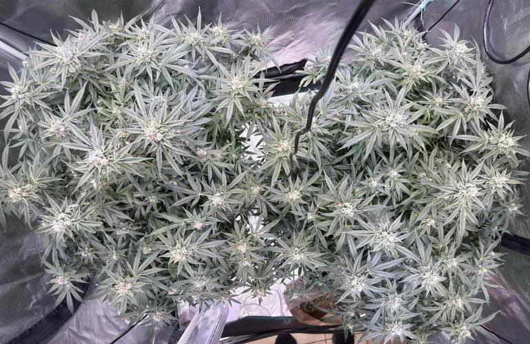 AI helps run DWC SMZ. Week 10