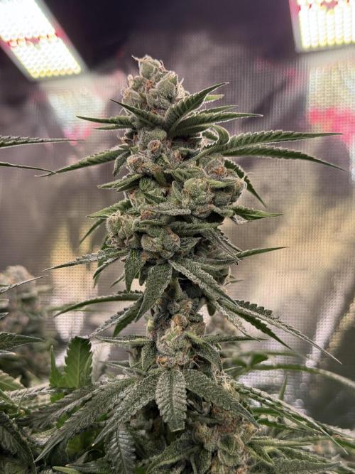 AI helps run DWC SMZ. Week 11