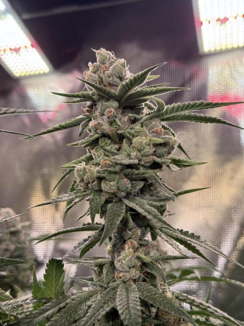 AI helps run DWC SMZ. Week 11