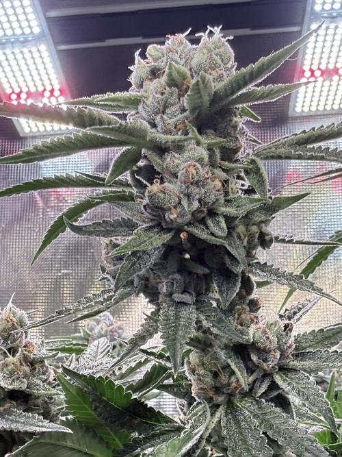 Sweet Mandarin Zkittles . Week 11