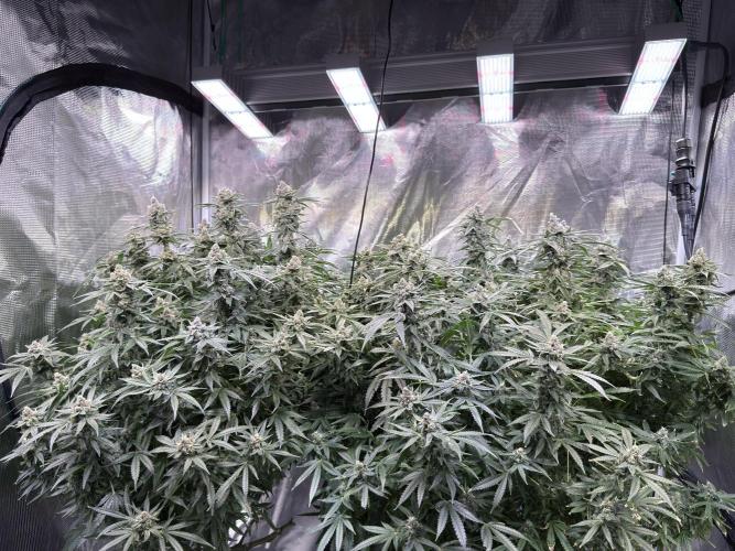 AI helps run DWC SMZ. Week 11