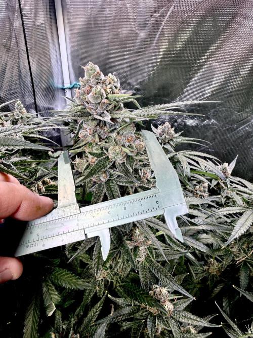 AI helps run DWC SMZ. Week 11 - It  is in the knowledgeable folks here and I agree about 10 days but trichome!!