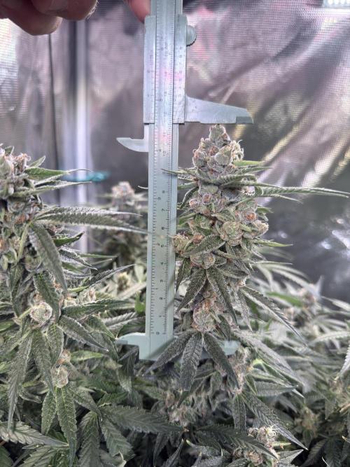 Sweet Mandarin Zkittles . Week 11