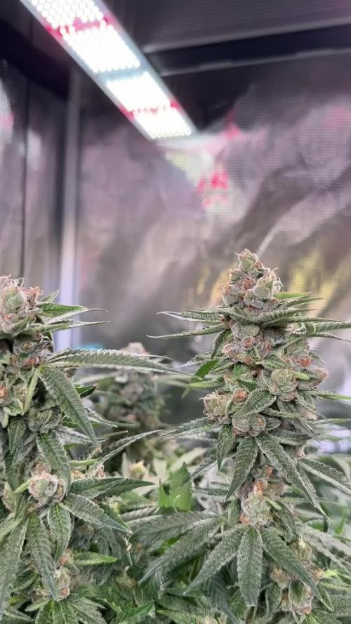 AI helps run DWC SMZ