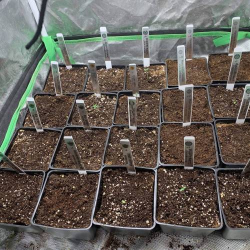 Dessert Runtz grow . Week 0 - Day 6 transplant 