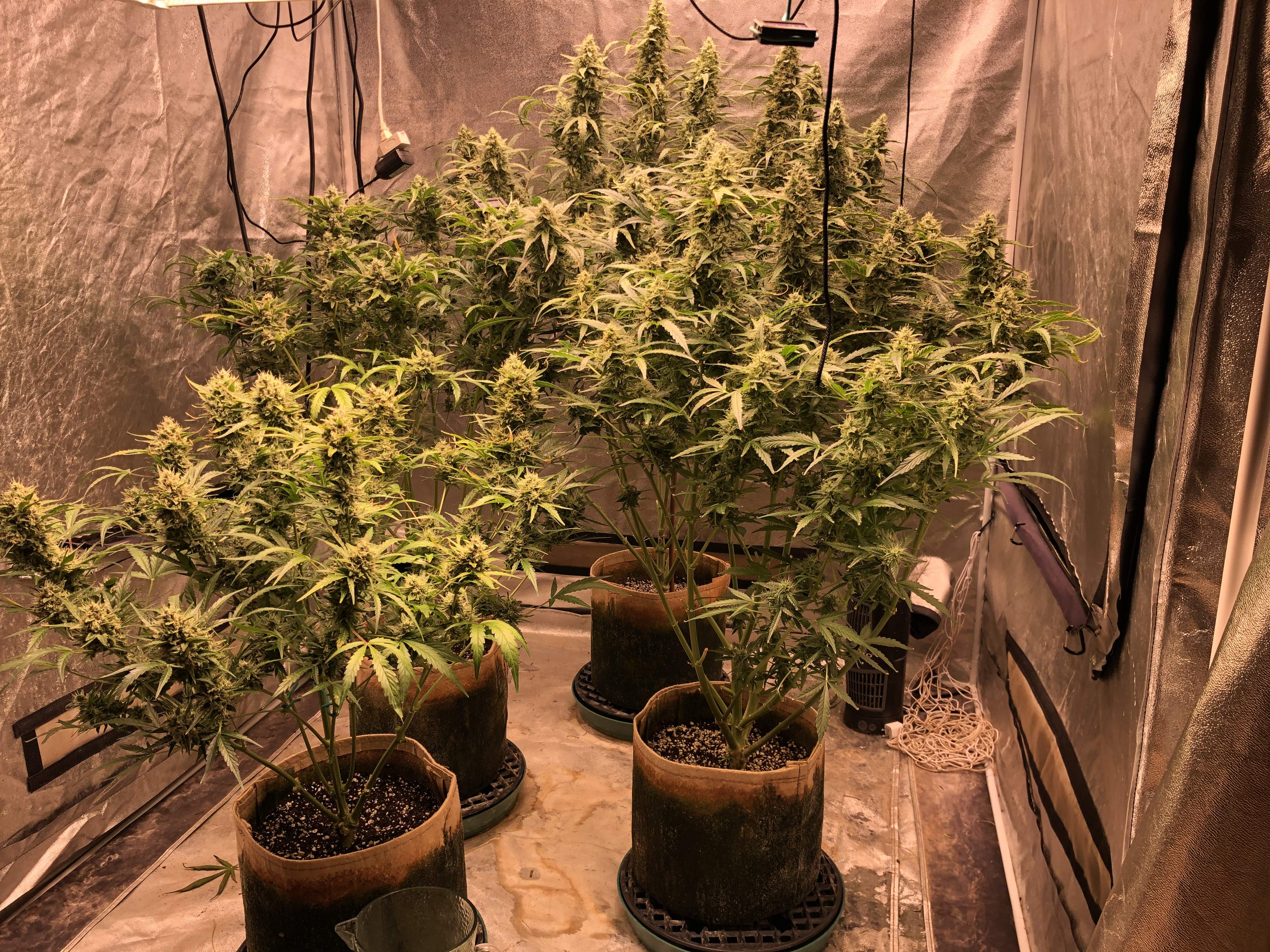 Kush Xl Dragon S Breath Grow Journal Week9 By Scottaustin Growdiaries