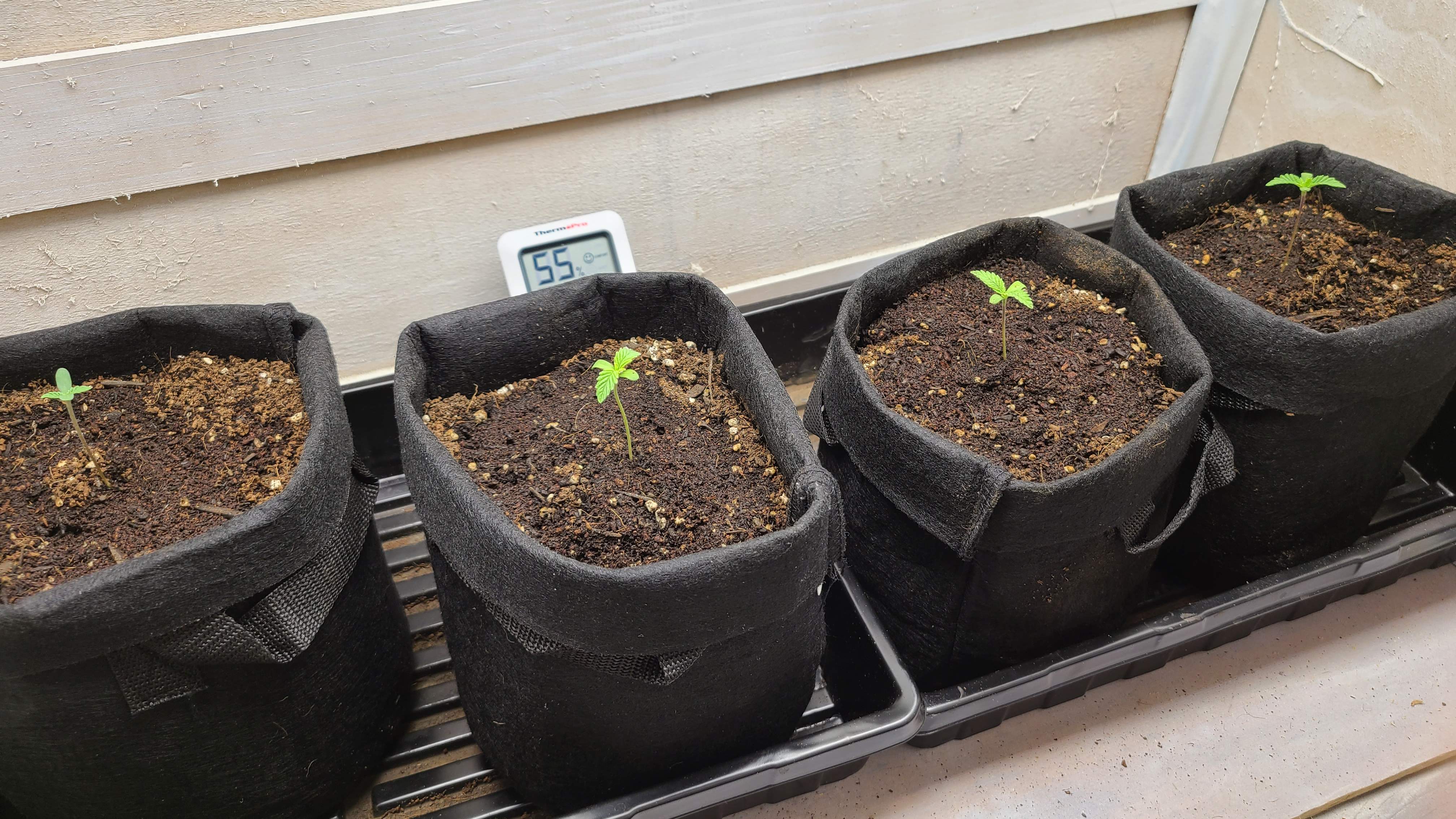 Exotic Grease Monkey grow diary (journal) week2 by