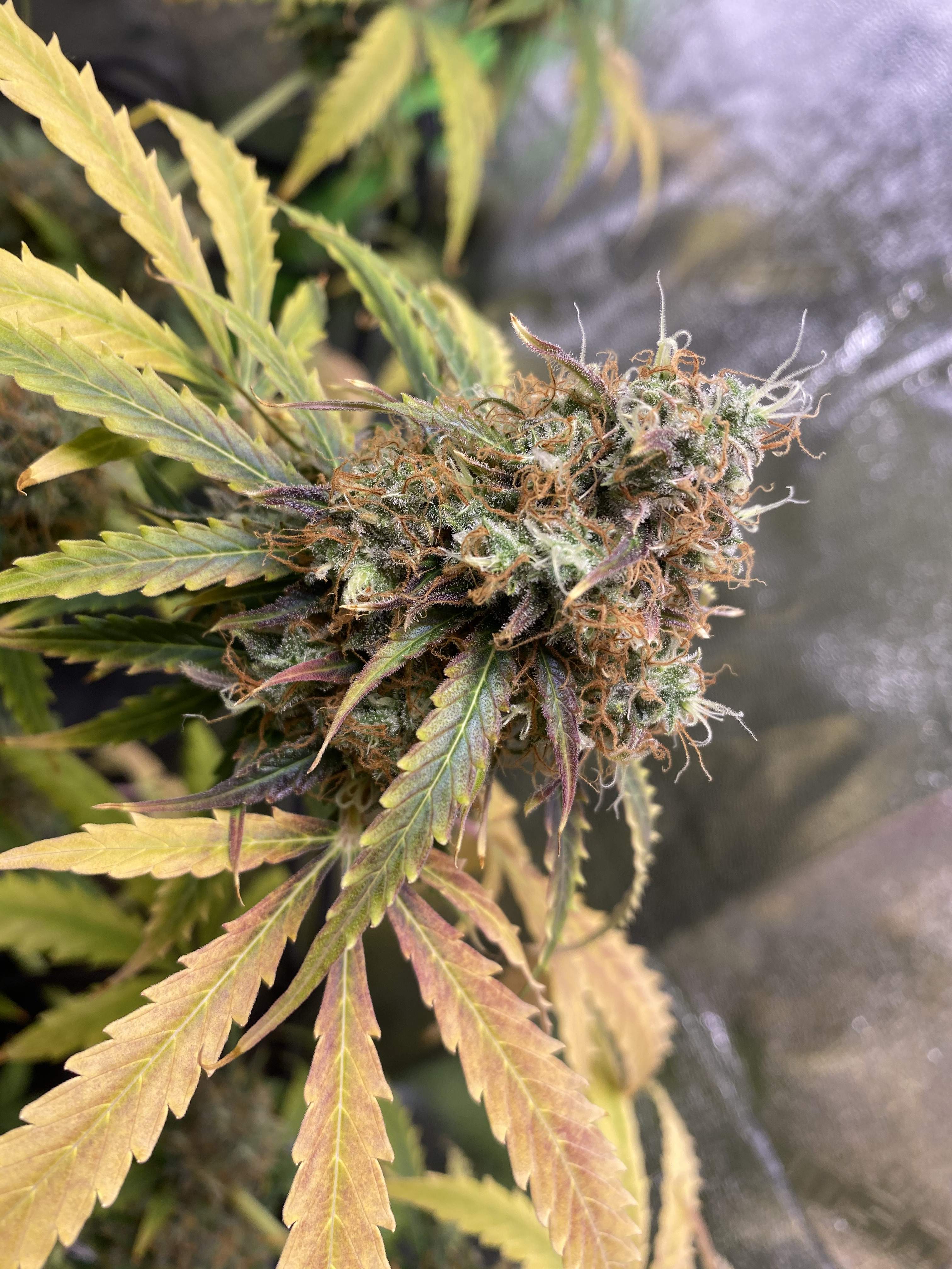 Auto Chemdawg, Northern Lights Autoflower, Auto Blueberry, Auto