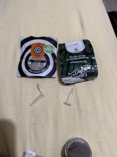 Purple kush & Blueberry. Week 1