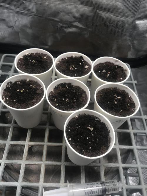 Purple kush & Blueberry. Week 1