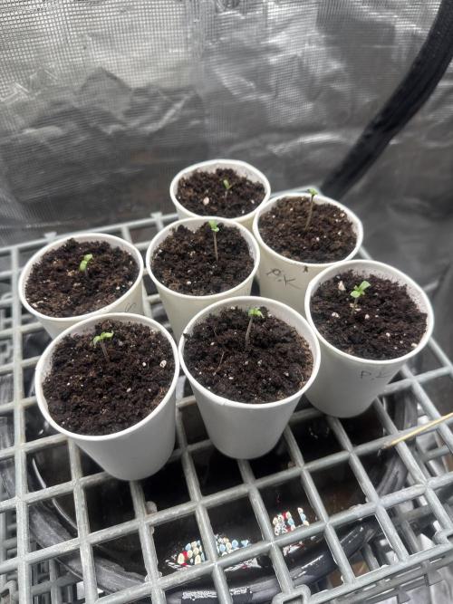 Purple kush & Blueberry. Week 1 - Hi girls