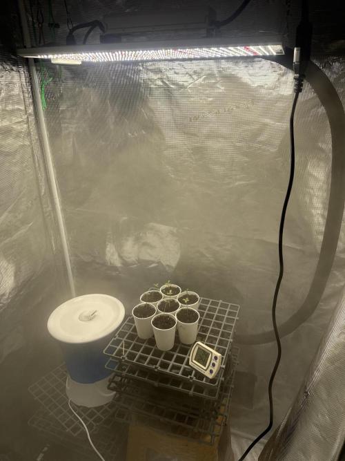 Purple kush & Blueberry. Week 1