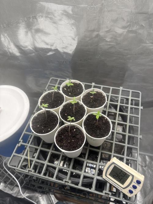 Purple kush & Blueberry. Week 1 - Day 3