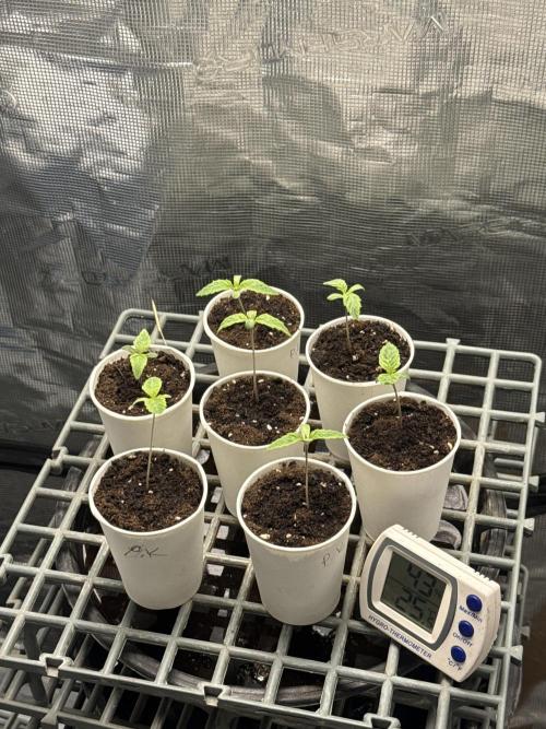 Purple kush & Blueberry. Week 1 - D4
