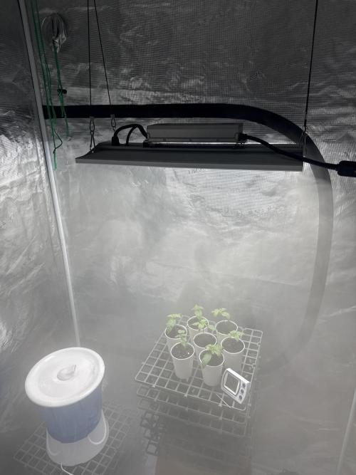 Purple kush & Blueberry. Week 1